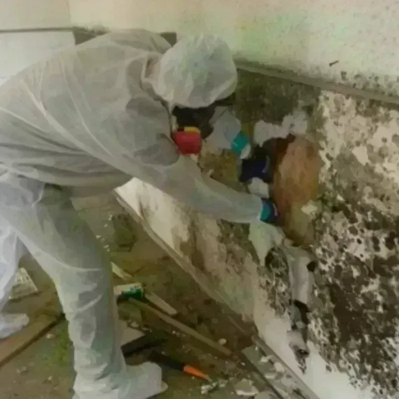 Mold Remediation and Removal in Vienna, WV